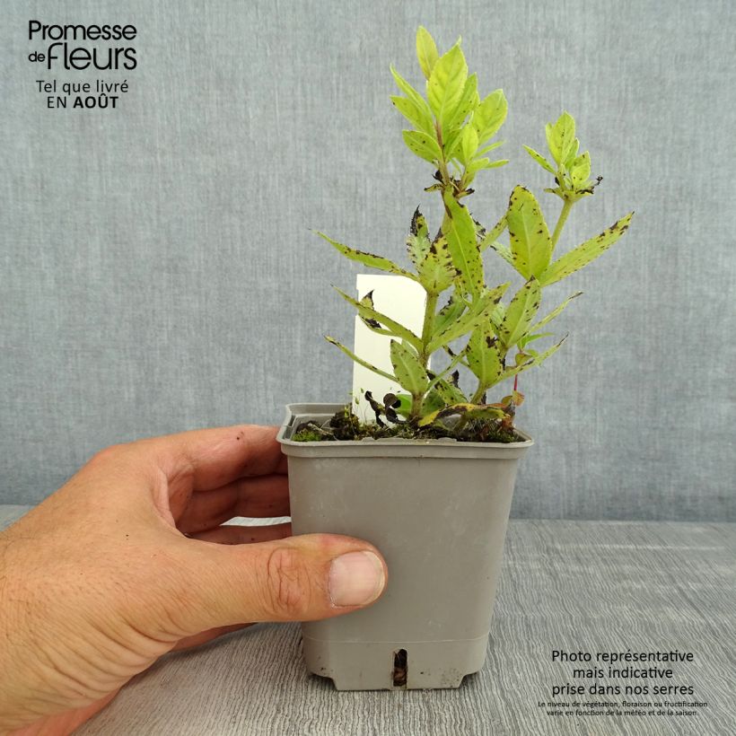 Esimerkki kesällä toimitetusta Veronicastrum virginicum Challenger - Véronique de Virginie Godet de 8/9 cm-taimesta