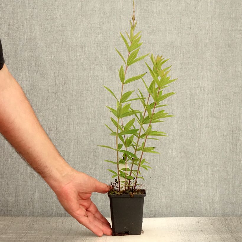 Esimerkki kesällä toimitetusta Veronicastrum virginicum Diana - Véronique de Virginie Godet de 8/9 cm-taimesta