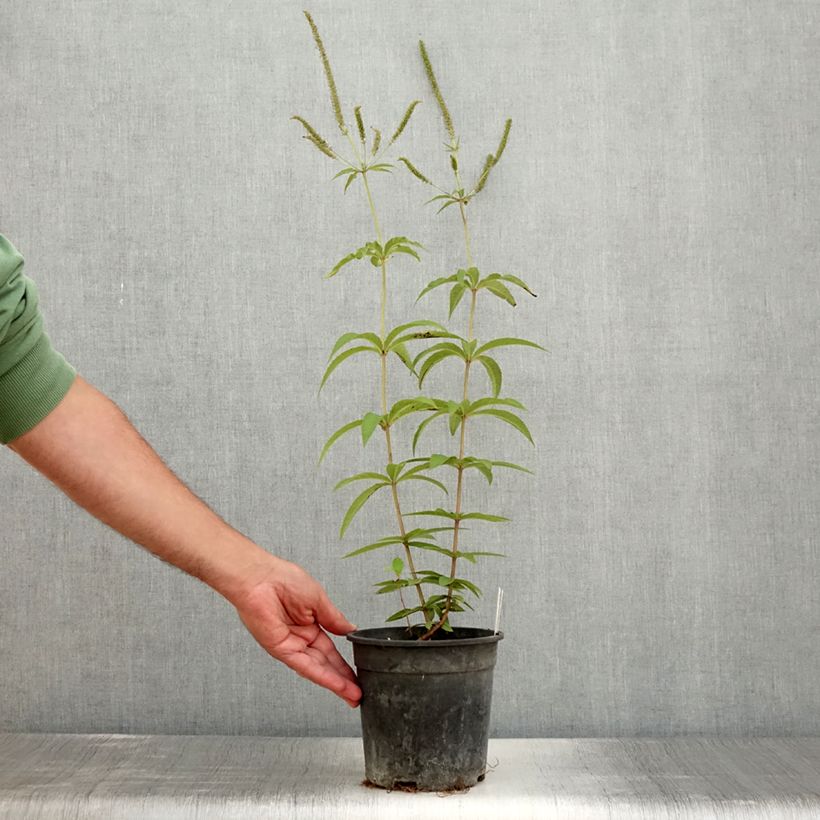 Esimerkki kesällä toimitetusta Virginiantädykkö Fascination Pot de 2L/3L-taimesta