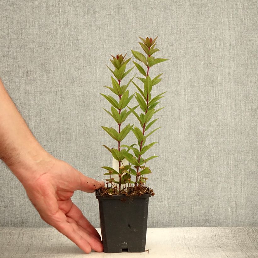 Esimerkki kesällä toimitetusta Veronicastrum virginicum Kleine Erika - Véronique de Virginie Godet de 8/9 cm-taimesta