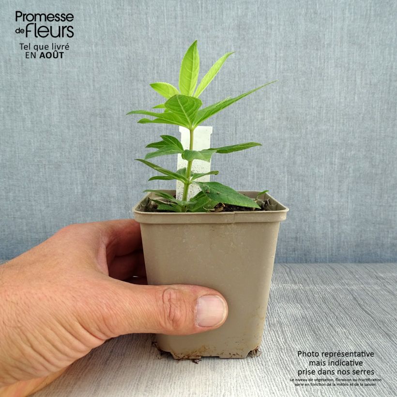 Esimerkki kesällä toimitetusta Virginiantädykkö Apollo Taimiruukku 8/9 cm-taimesta