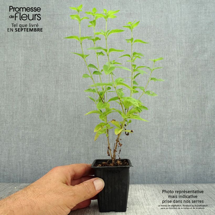 Esimerkki syksyllä toimitetusta Sitruunaverbena taimena - Aloysia triphylla 7/8 cm taimiruukku-taimesta