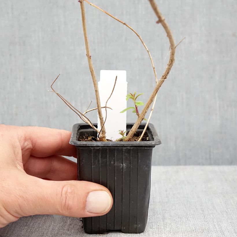 Esimerkki syksyllä toimitetusta Sitruunaverbena taimena - Aloysia triphylla 8/9 cm taimiruukku-taimesta