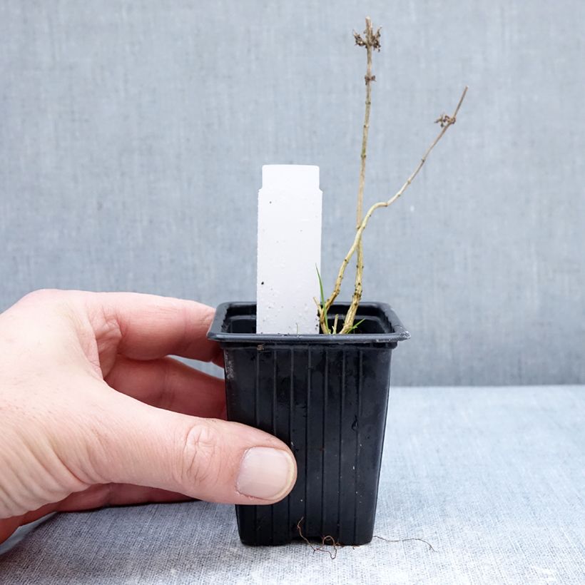 Esimerkki talvella toimitetusta Sitruunaverbena taimena - Aloysia triphylla 8/9 cm taimiruukku-taimesta