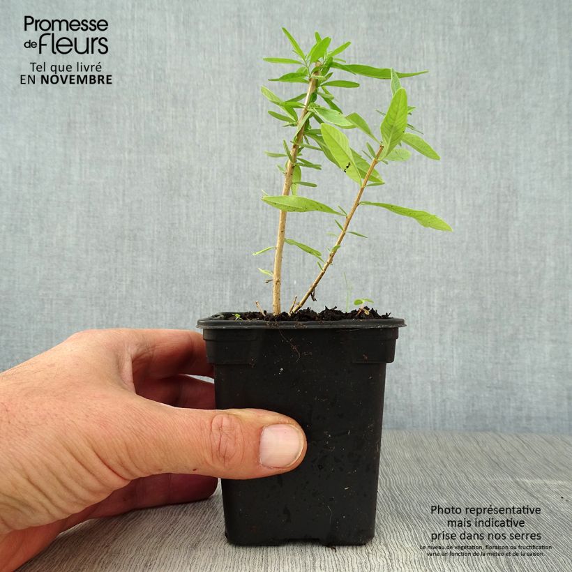 Esimerkki syksyllä toimitetusta Aloysia polystachia 7/8 cm taimiruukku-taimesta