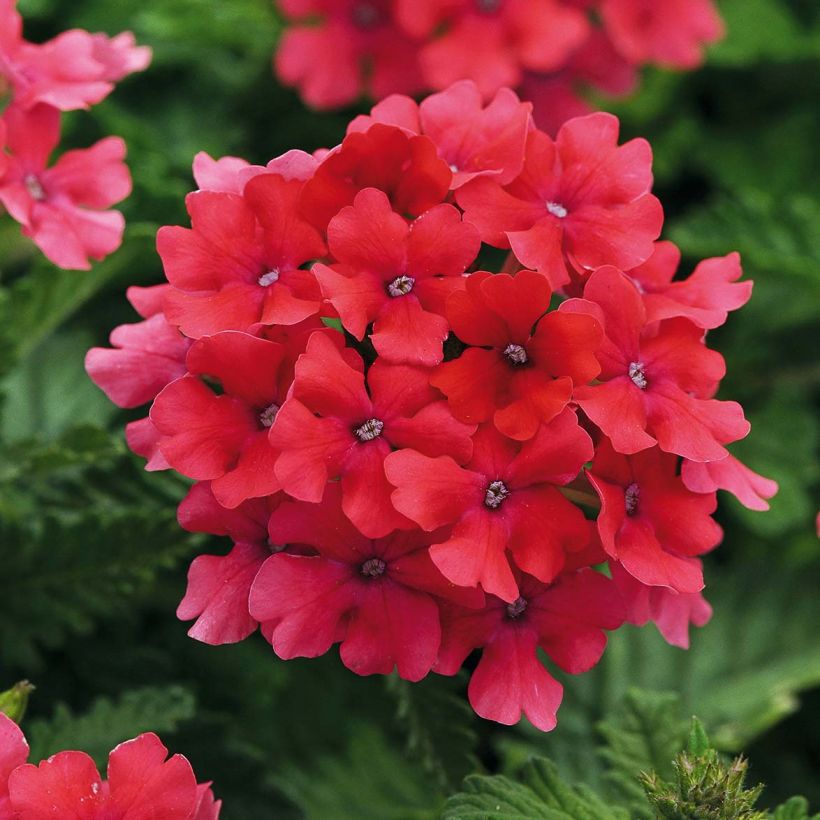 Tarhaverbena Endurascape Hot Pink (Kukinta)