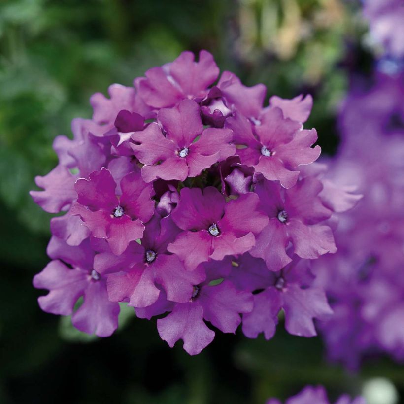 Tarhaverbena Endurascape Purple Imp (Kukinta)
