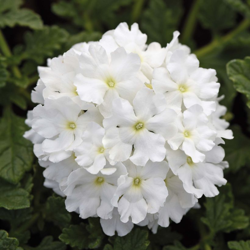 Tarhaverbena Endurascape White (Kukinta)