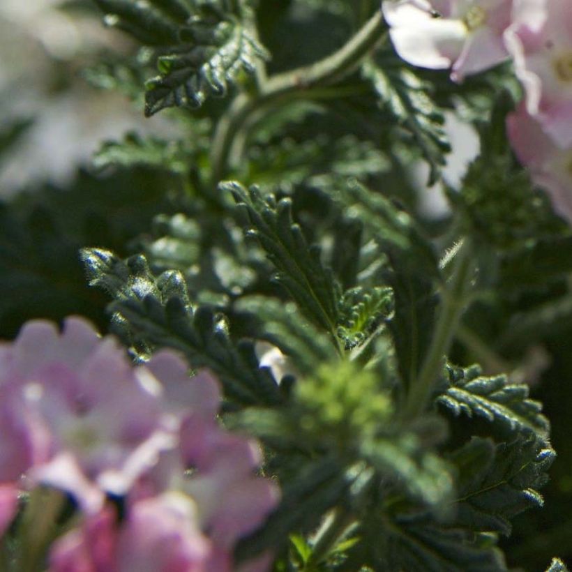 Tarhaverbena Estrella Pink Ballet (Lehvistö)
