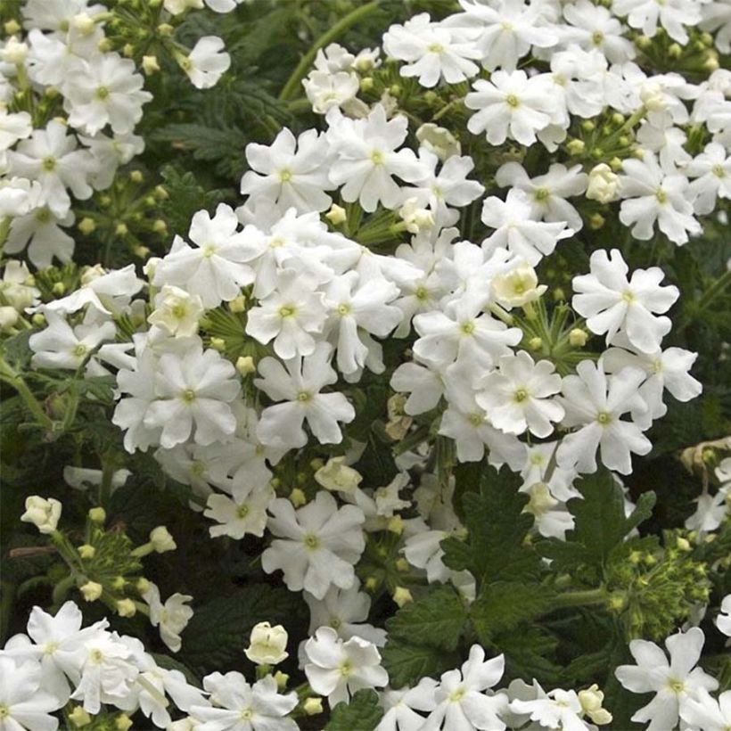 Tarhaverbena Virgo White (Kukinta)