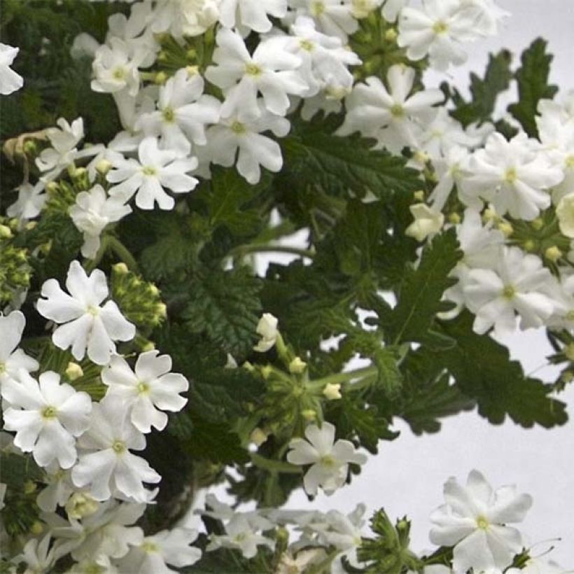 Tarhaverbena Virgo White (Lehvistö)