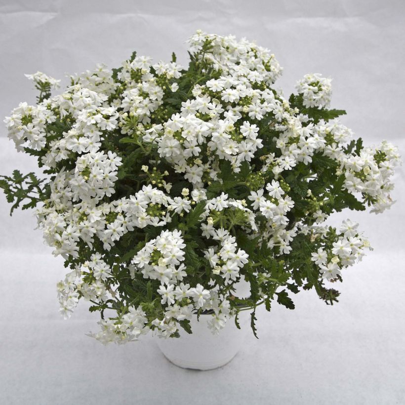 Tarhaverbena Virgo White (Kasvutapa)