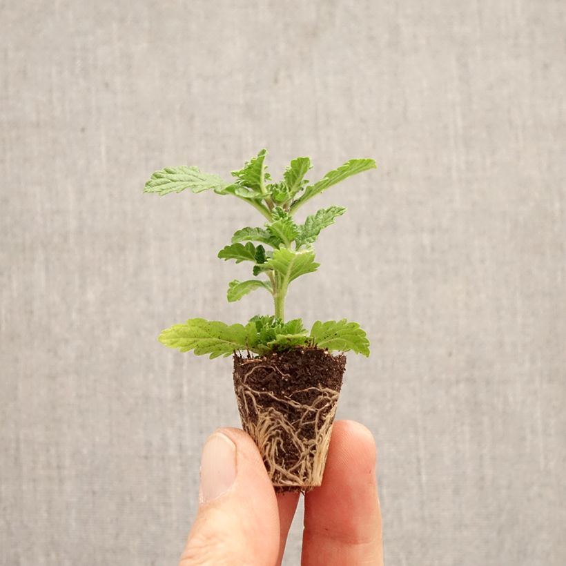 Esimerkki keväällä toimitetusta Verbena peruviana Firehouse Peppermint Minipaakku Ø 3/4 cm-taimesta