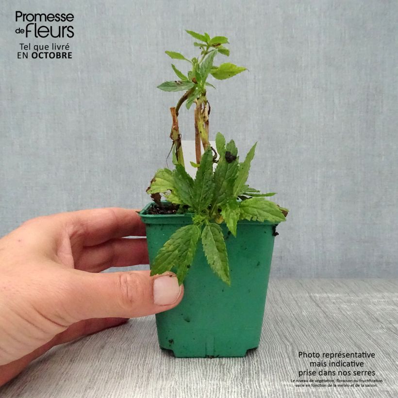 Esimerkki syksyllä toimitetusta Tähkäverbena White Spires 8/9 cm taimiruukku-taimesta