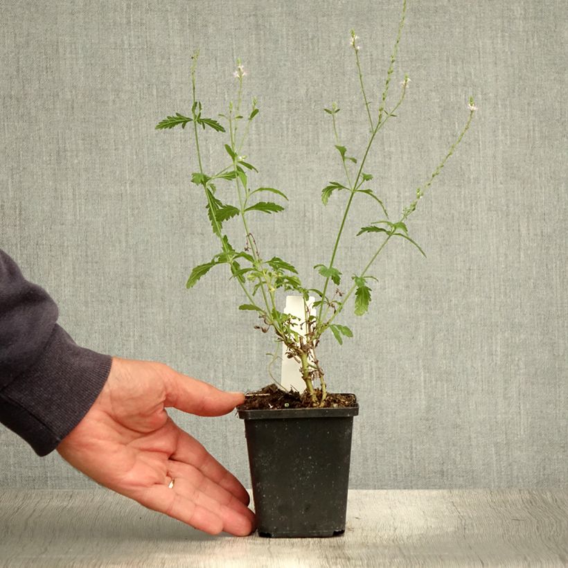 Esimerkki kesällä toimitetusta Rohtoverbena - Verbena officinalis Taimiruukku 8/9 cm-taimesta