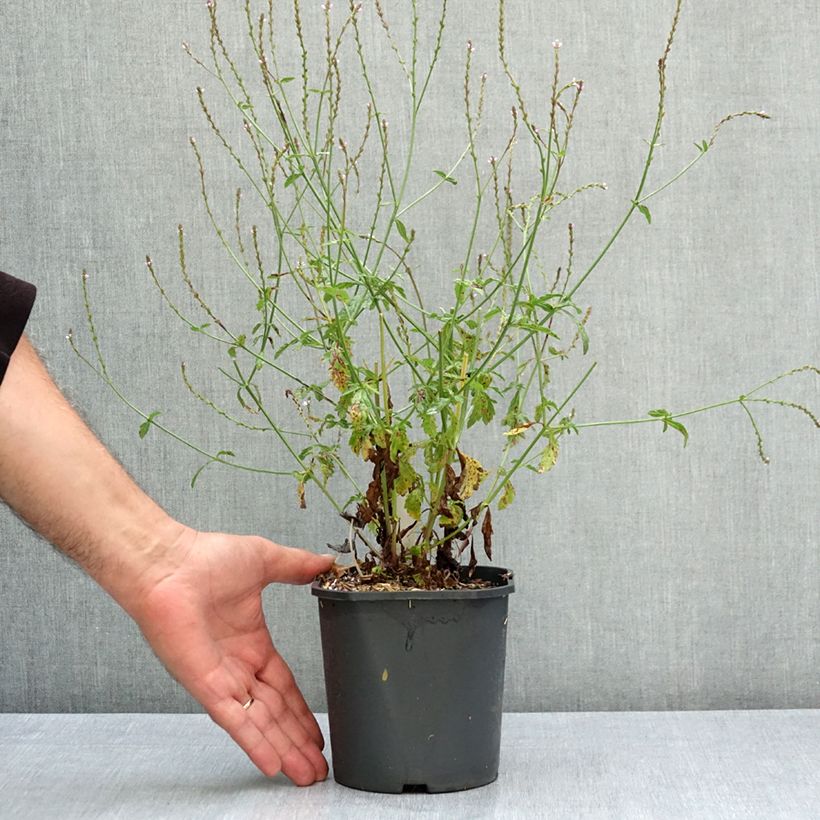 Esimerkki kesällä toimitetusta Rohtoverbena - Verbena officinalis 2 litran/3 litran ruukku-taimesta