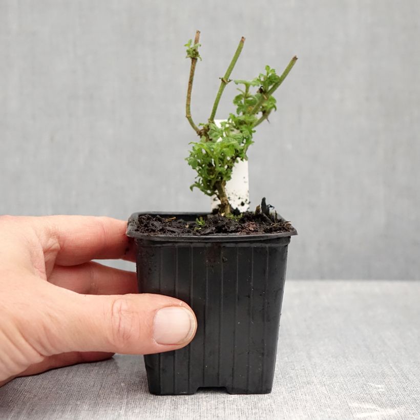 Esimerkki syksyllä toimitetusta Verbena Pink Parfait 8/9 cm taimiruukku-taimesta