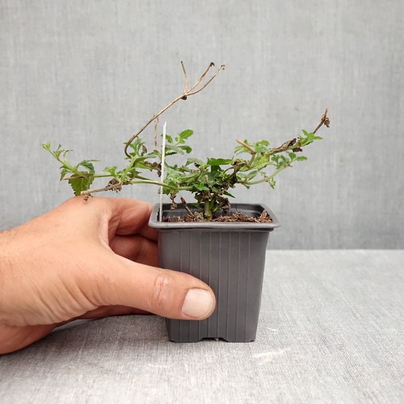 Esimerkki syksyllä toimitetusta Tarhaverbena Seabrook's Lavender 8/9 cm taimiruukku-taimesta