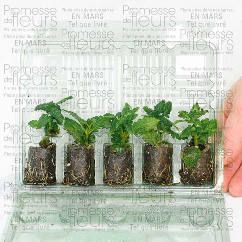 Esimerkki toimitetusta Tarhaverbena Star dreams Patio Lavender Mini-motte Ø 3/4 cm-taimesta