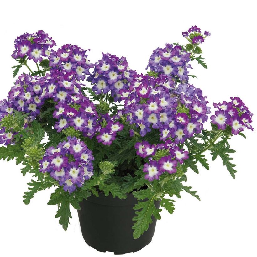 Tarhaverbena Lavender White (Kasvutapa)
