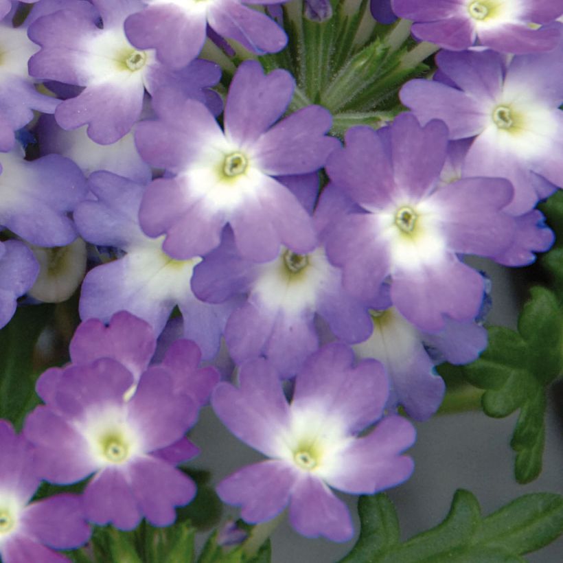 Tarhaverbena Lavender White (Kukinta)