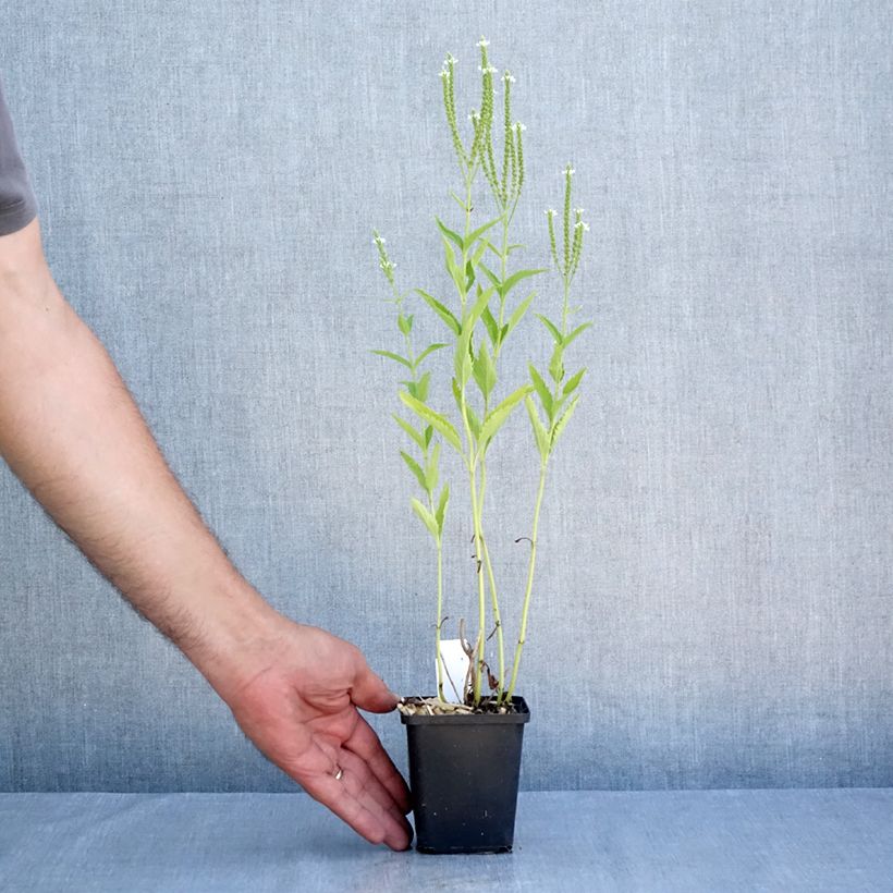Esimerkki kesällä toimitetusta Tähkäverbena Alba Godet de 8/9 cm-taimesta