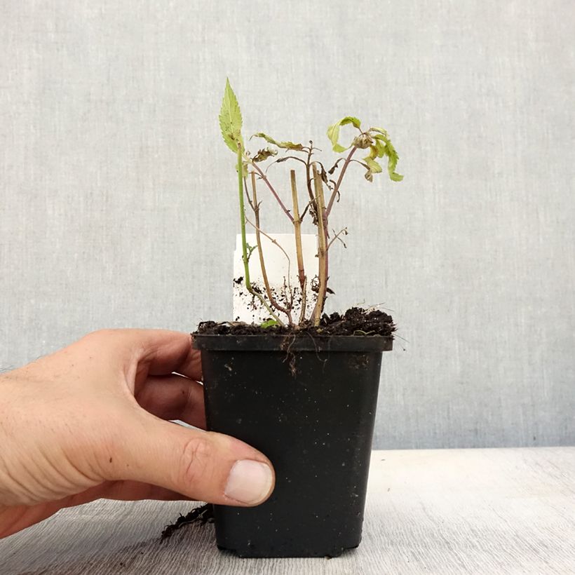 Esimerkki syksyllä toimitetusta Tähkäverbena Rosea 8/9 cm taimiruukku-taimesta