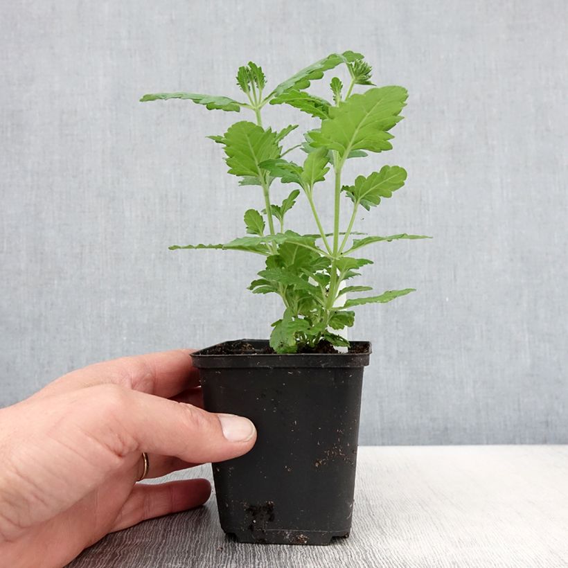 Esimerkki keväällä toimitetusta Tarhaverbena Virgo Lavender Star Taimiruukku 8/9 cm-taimesta