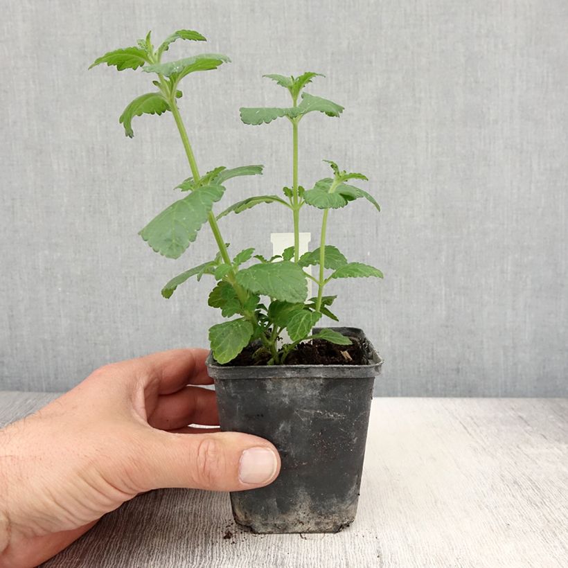 Esimerkki keväällä toimitetusta Verveine Virgo up Purple Godet de 8/9 cm-taimesta