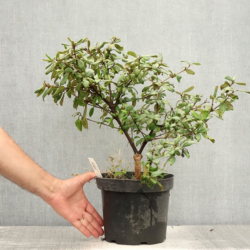 Esimerkki kesällä toimitetusta Burkwoodolvon Conoy Pot de 4L/5L-taimesta