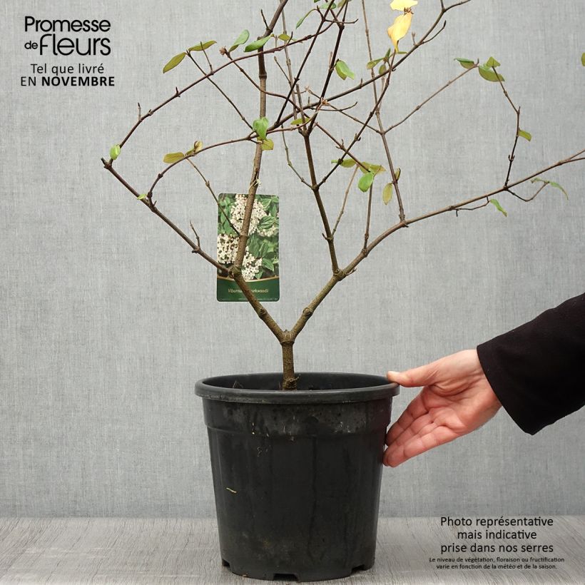 Esimerkki syksyllä toimitetusta Burkwoodolvon - Viburnum x burkwoodii 7,5 litran / 10 litran ruukku-taimesta