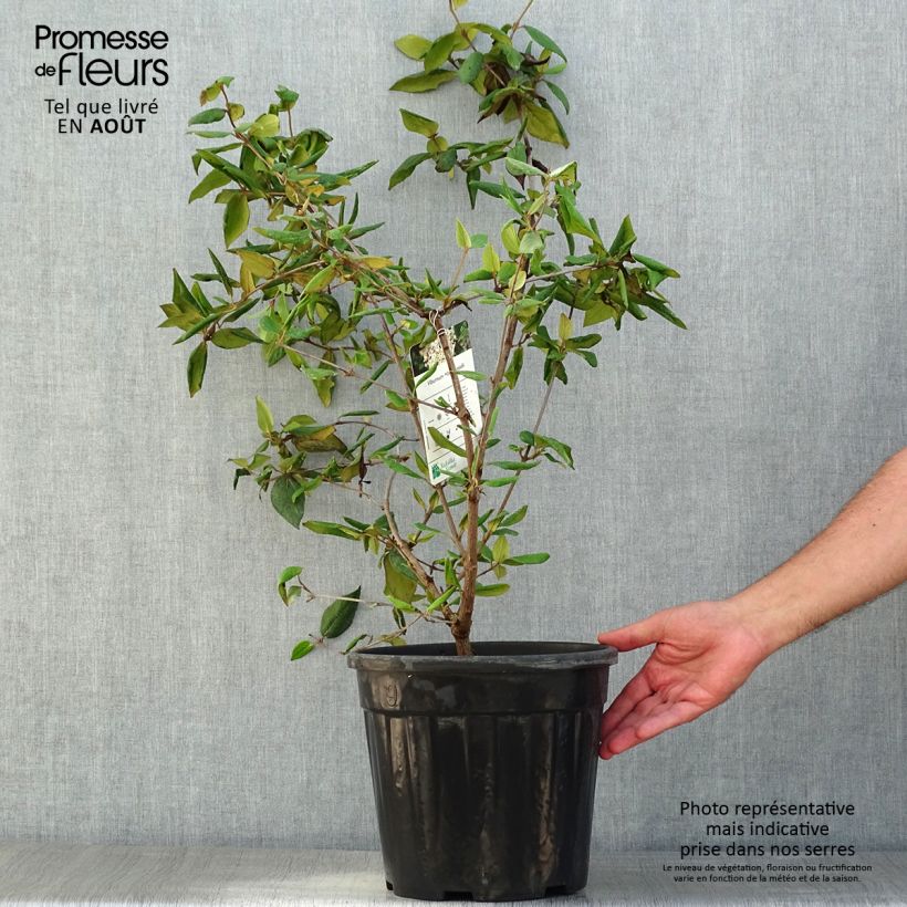 Esimerkki kesällä toimitetusta Burkwoodolvon - Viburnum x burkwoodii Ruukku 7,5L / 10L-taimesta