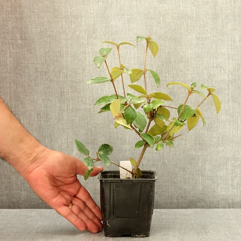 Esimerkki kesällä toimitetusta Burkwoodolvon - Viburnum x burkwoodii 12 cm / 13 cm ruukku-taimesta