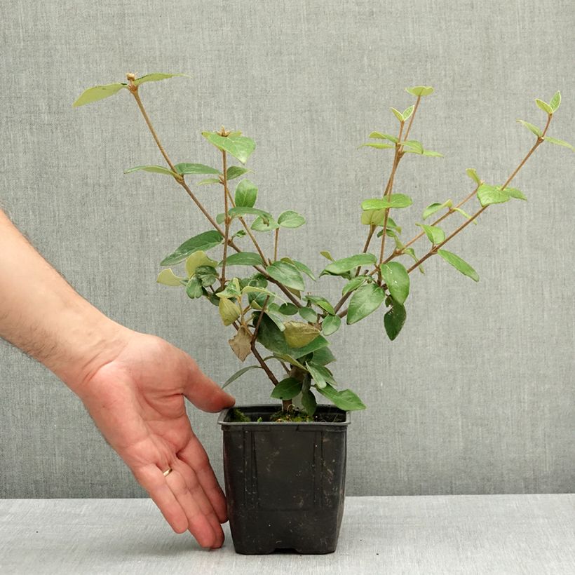Esimerkki keväällä toimitetusta Burkwoodolvon - Viburnum x burkwoodii Ruukku 12 cm / 13 cm-taimesta