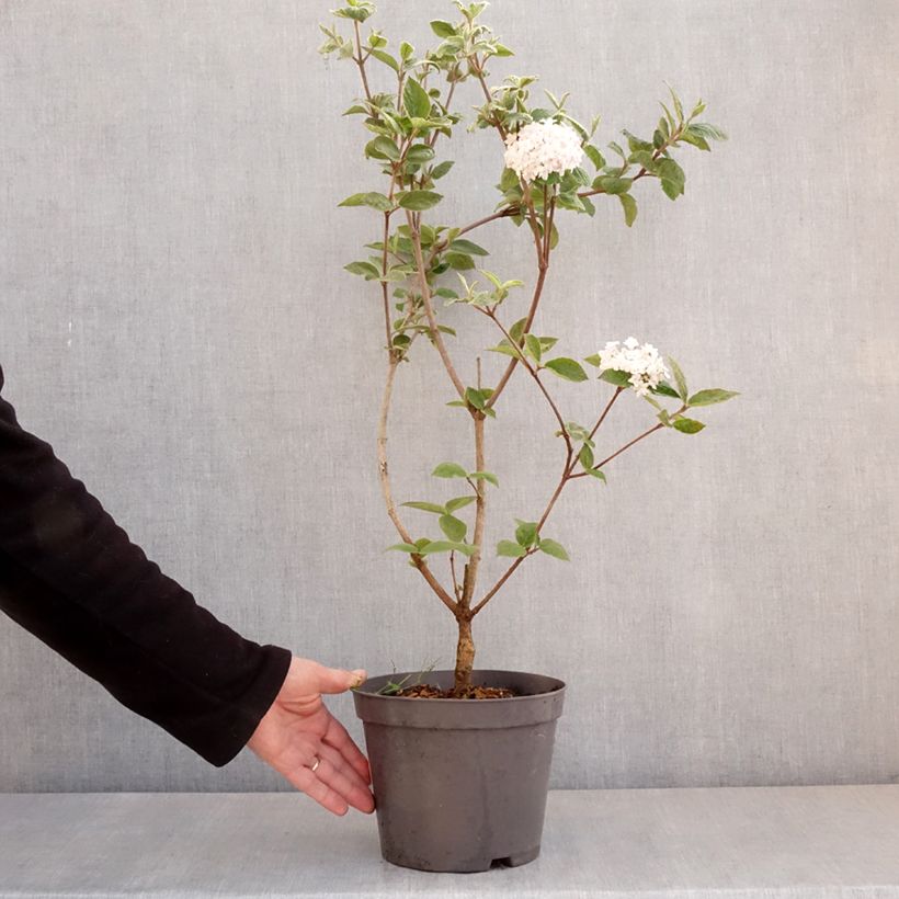 Esimerkki keväällä toimitetusta Tuoksuheisi Caprifoliaceae Pot de 2L/3L-taimesta