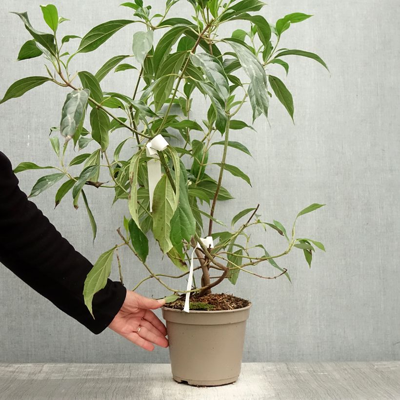 Esimerkki syksyllä toimitetusta Heisi - Viburnum cylindricum 4 litran/5 litran ruukku-taimesta
