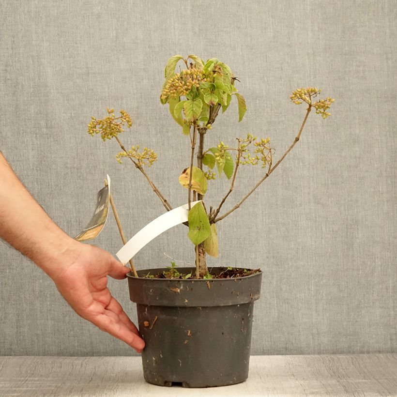 Esimerkki kesällä toimitetusta Japaninheisi Michael Dodge Pot de 4L/5L-taimesta