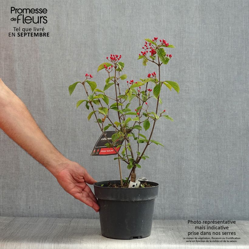 Esimerkki kesällä toimitetusta Japaninheisi Sealing Wax Pot de 4L/5L-taimesta