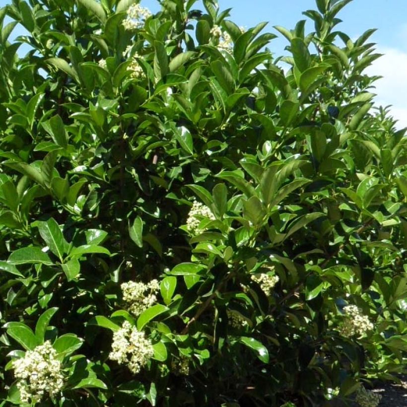 Heisi - Viburnum lucidum (Lehvistö)
