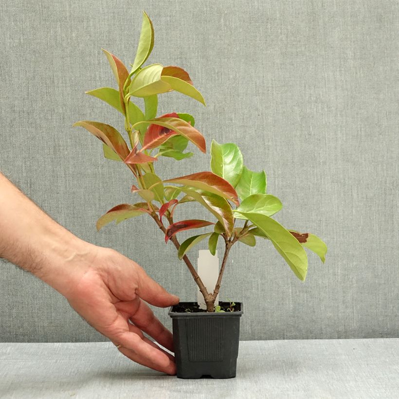 Esimerkki kesällä toimitetusta Heisi - Viburnum lucidum 8/9 cm taimiruukku-taimesta