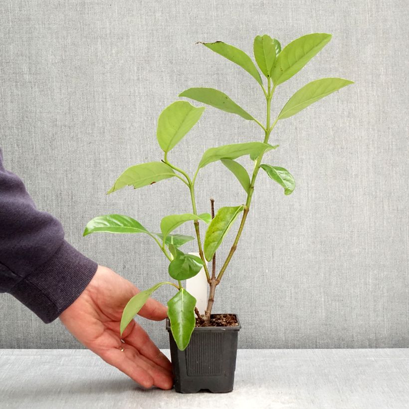 Esimerkki keväällä toimitetusta Heisi - Viburnum lucidum Godet de 8/9 cm-taimesta