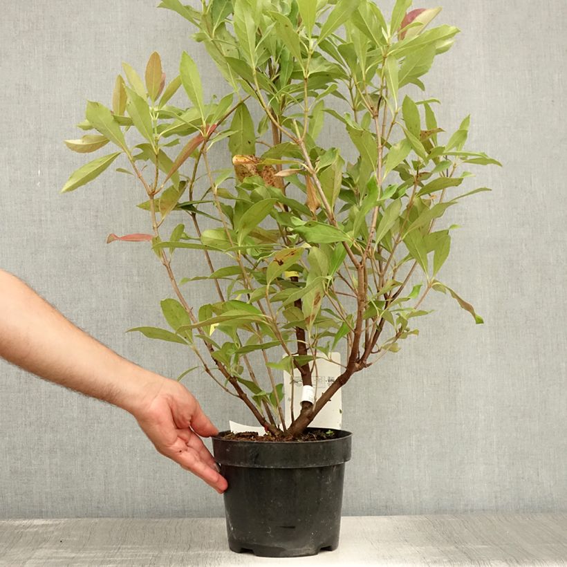 Esimerkki kesällä toimitetusta Heisi Coppertop Pot de 3L/4L-taimesta