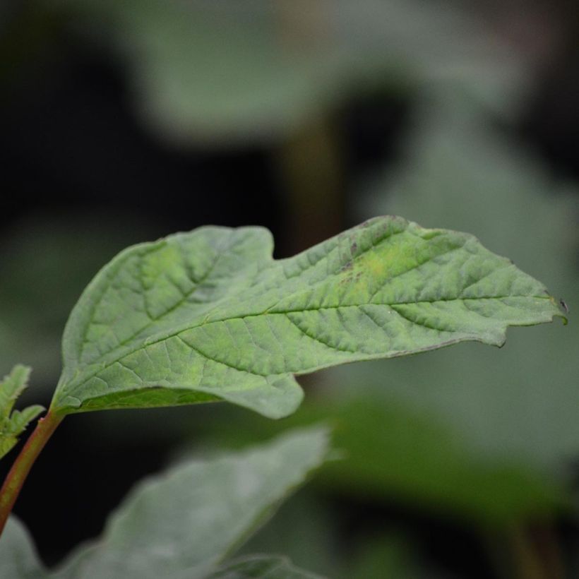Koiranheisi Roseum (Lehvistö)