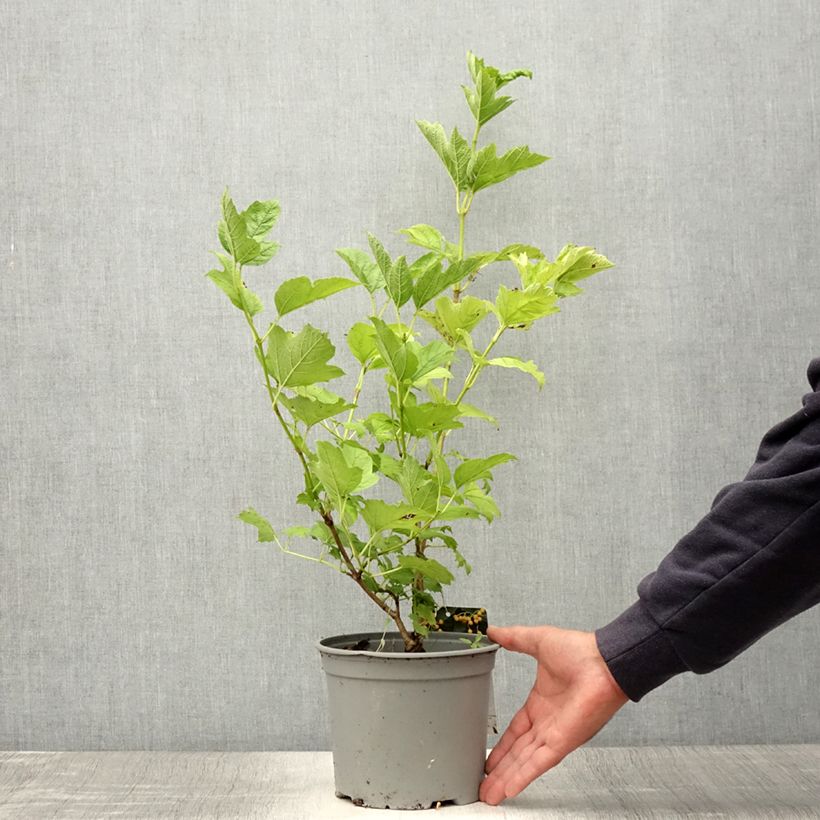 Esimerkki kesällä toimitetusta Koiranheisi Xanthocarpum Pot de 3L/4L-taimesta