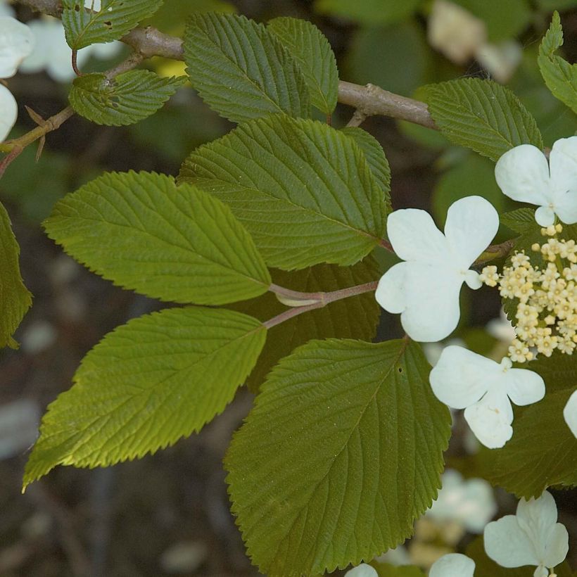 Lumipalloangervo Mariesii (Lehvistö)