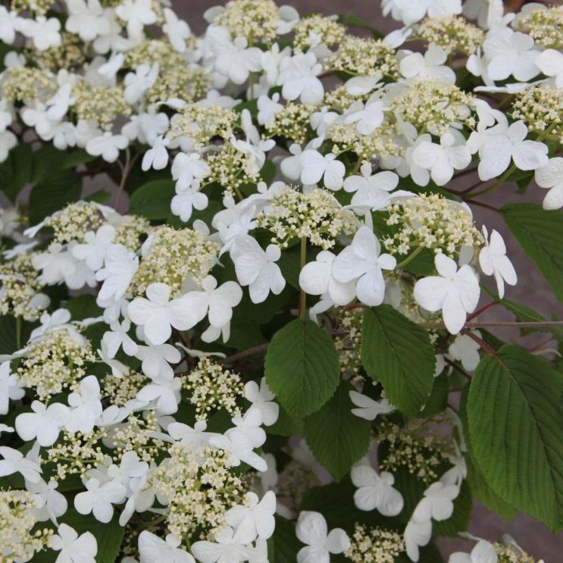 Lumipalloangervo Mariesii (Kukinta)