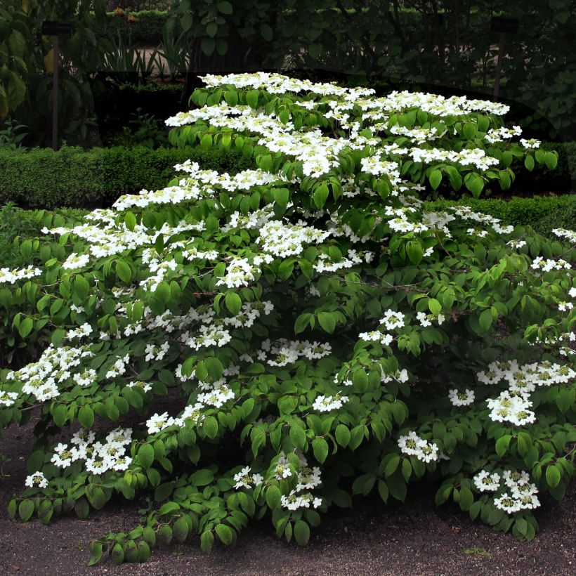 Lumipalloangervo Mariesii (Kasvutapa)