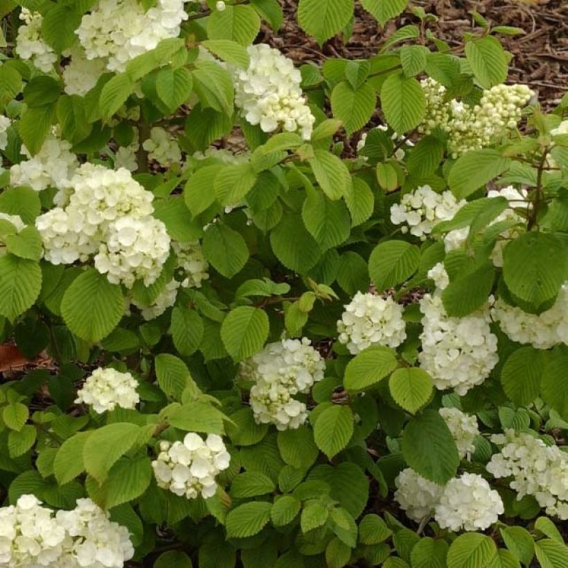 Lumipalloangervo Popcorn (Lehvistö)