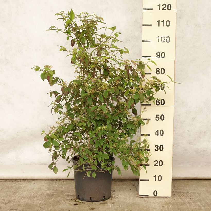Esimerkki kesällä toimitetusta Lumipalloangervo Watanabe Pot de 12L/15L-taimesta