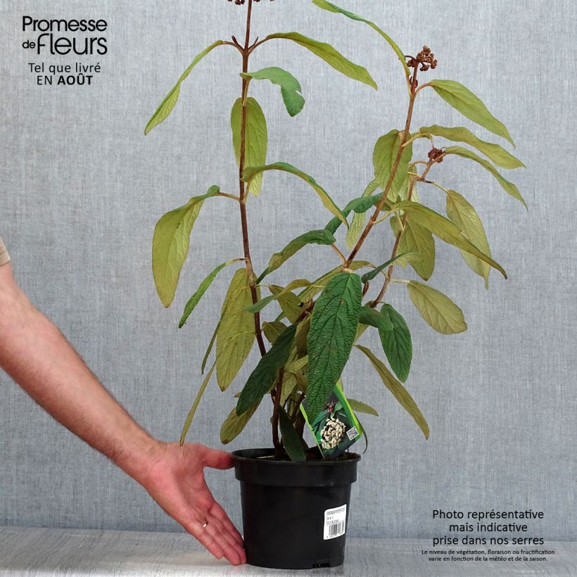 Esimerkki kesällä toimitetusta Poimuheisi - Viburnum rhytidophyllum Pot de 2L/3L-taimesta